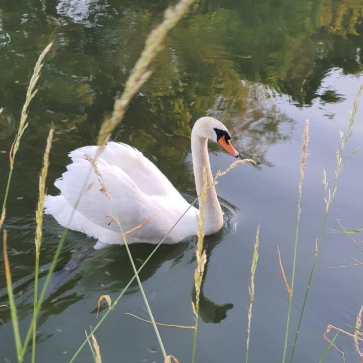 NederweertDe Vliegende Vlinder住宿加早餐旅馆 外观 照片