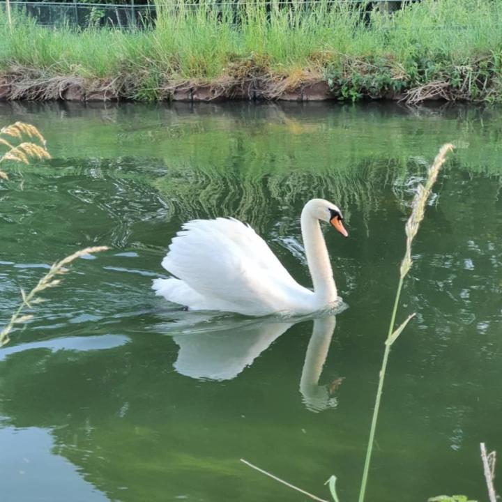 NederweertDe Vliegende Vlinder住宿加早餐旅馆 外观 照片