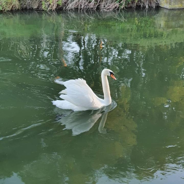 NederweertDe Vliegende Vlinder住宿加早餐旅馆 外观 照片